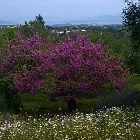 Kardami -country House Holiday home Agios Gordios (Corfu)